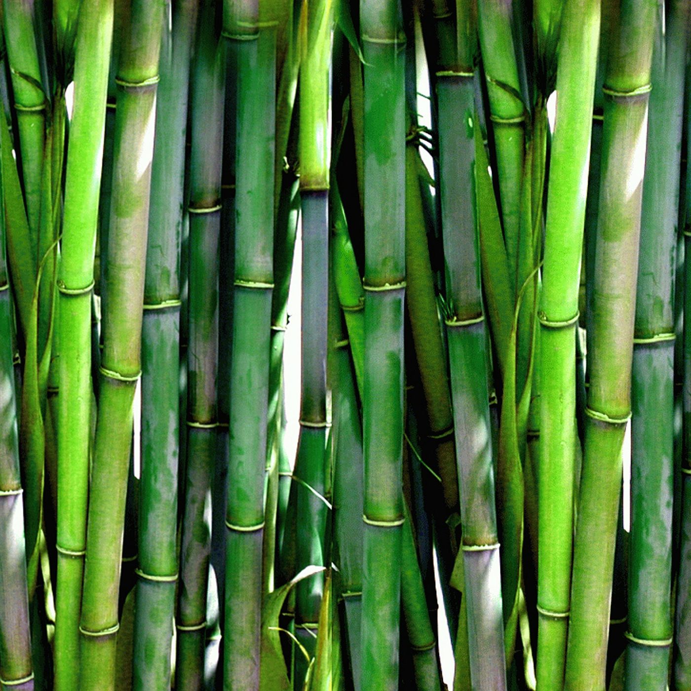 bamboo-gfb9672bd7_1920